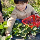 草莓季🍓遛娃圣地🍓