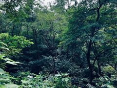 -北京西山国家森林公园