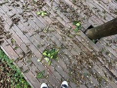 -南山植物园