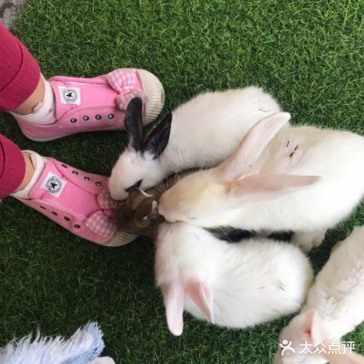 北京遛娃哪里去❓万达亲子动物园[调皮]带给娃不一样的欢乐[胜利]