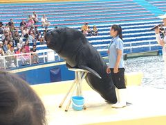 -秦皇岛乐岛海洋王国