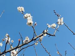 -香雪海