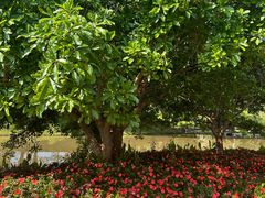 -中国科学院西双版纳热带植物园