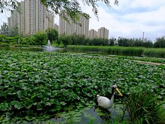 -前关湿地公园