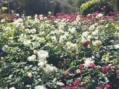 -人民公园(罗湖区)