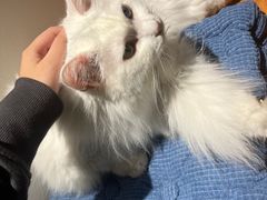 -有猫主题·治愈系猫咖(曾厝垵店)