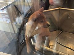 -PETKIT小佩宠物(古北店)