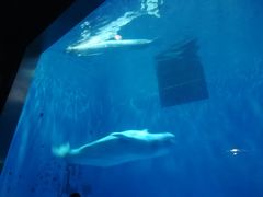 -芜湖新华联大白鲸海洋公园