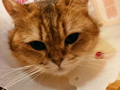 -滚猫咖啡·猫咖·猫友好撸猫(未来城店)