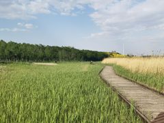 -西青郊野公园