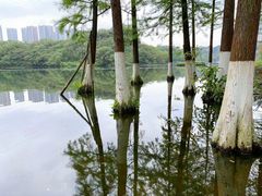 -重庆彩云湖湿地公园