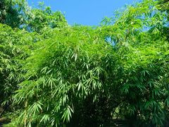 -深圳仙湖植物园