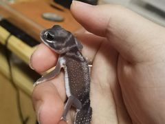 -酷以爬仙阁实体爬宠店·守宫·蜥蜴·专业繁育