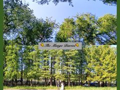 -上海共青森林公园