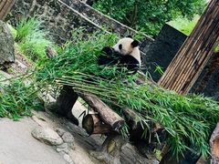 -都江堰中华大熊猫苑