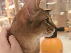 -米乐乖乖猫咪咖啡馆·猫咖(深圳湾后海汇店)