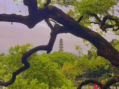 -江心屿景区