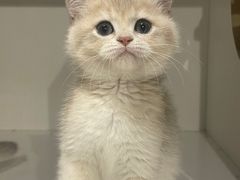 -东方名猫馆·英短金渐层布偶猫舍(环线广场1号楼店)