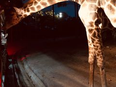 -清迈夜间动物园