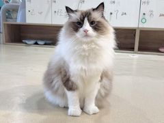 -藏猫猫咖啡主题馆(中央大道店)