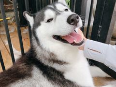 -TrueLove @ Neverland (Husky Cafe)