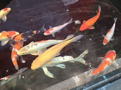 -太阳门淮扬菜(南京博物院店)