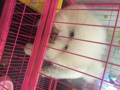 小呆的宠物店-小呆的宠物店·宠物售卖·宠物寄养(城西店)
