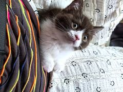 -小猫来了·猫舍(红山六九七九店)