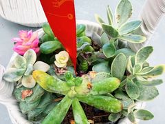 -荷兰花海