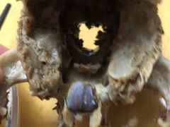 -洪记白水羊头(留学路店)