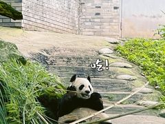 -都江堰中华大熊猫苑