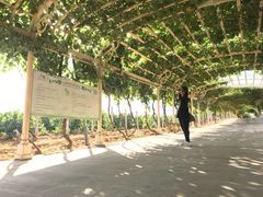 -北京张裕爱斐堡酒庄