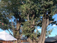 -璞真扎染博物馆