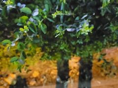 -范家大院(华为店)