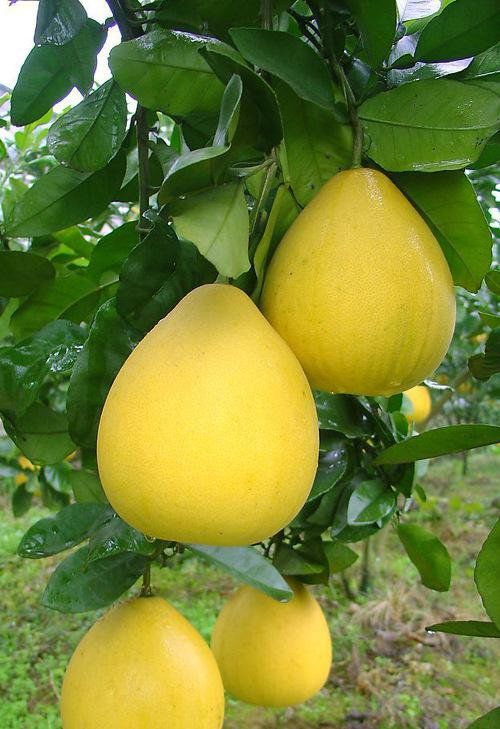 红心,白心都爱的柚子