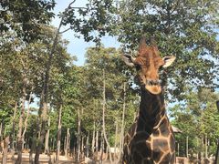 -清迈夜间动物园