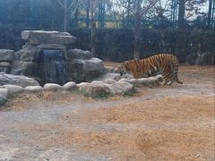 -上海野生动物园老虎餐厅