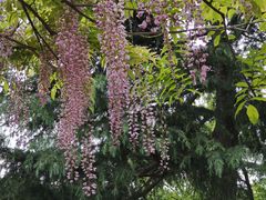 -嘉定紫藤园