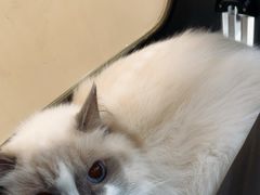 -艾贝尔宠物医院·宠保定点·超声绝育·免疫点(樱花路店)