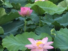-高子水居