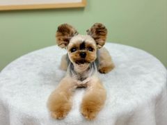 -鑫艺宠物美容培训学校