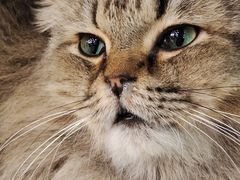 -安格丽娜·狗咖·猫咖羊驼咖(春熙路百盛商场店)