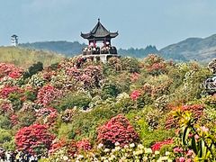 -贵州百里杜鹃风景名胜区
