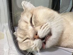 -纳吉亚猫专科动物医院·北北分院