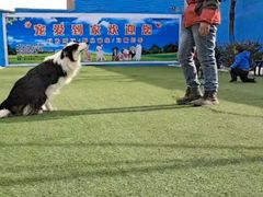 -宠物寄养训练学校