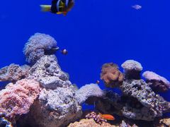 -江和美海洋公园