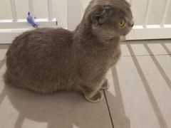 -CAT’S MEWSTAR CAFE·喵星球猫屋(晴湾咖啡店)