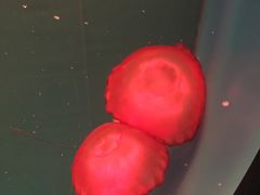 -多彩贵州城极地海洋世界