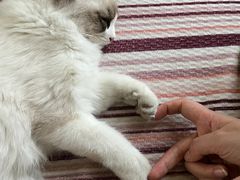 -爱佳宠物中心医院·骨外科·猫专科·急重症(瑶海万达店)