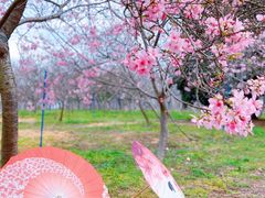 -天适樱花悠乐园
